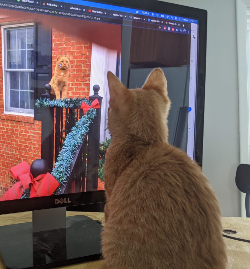 cat stares at picture of a cat on a computer.